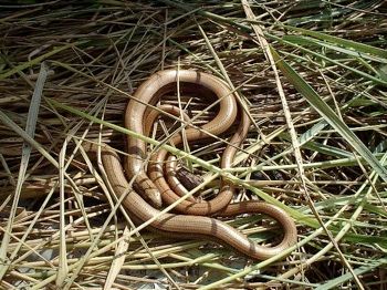 Slowworms Rh