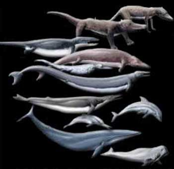 Evolution Of Whales