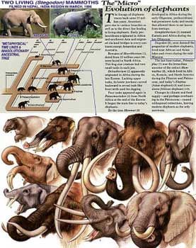 Elephantevolution
