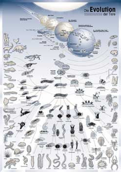 Evolution-Poster