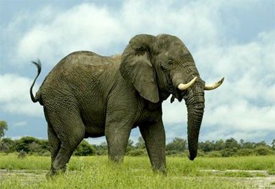 African-Elephant2