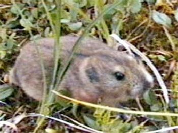 Lemming