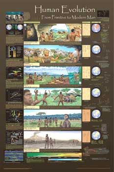 A103 Human Evolution Poster