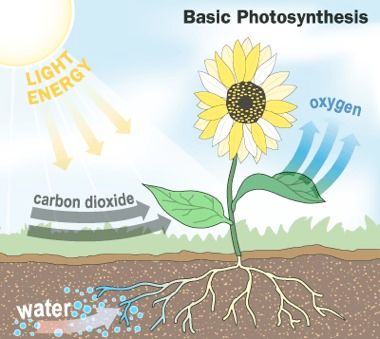 Irrigation-Photosynthesis