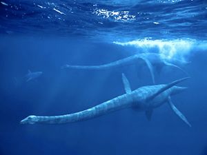 Elasdenota