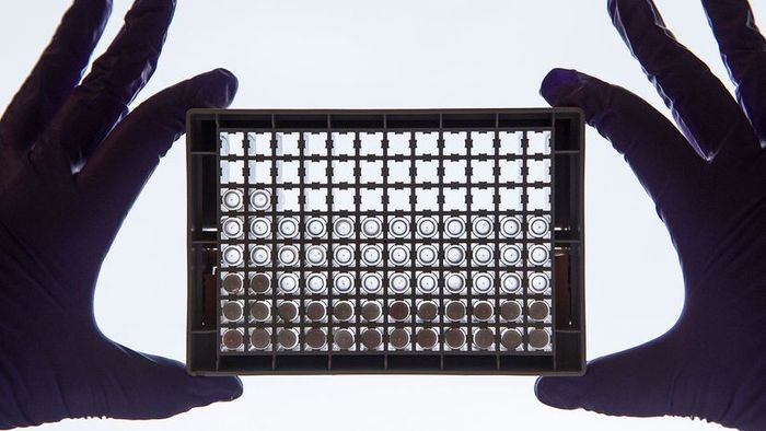 A researcher inspects cells in a 96-well plate