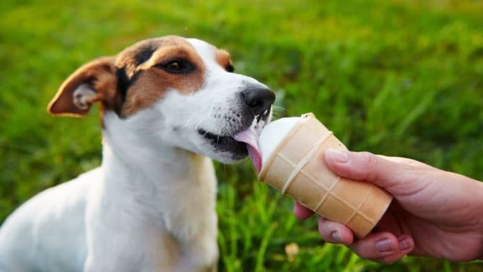 While dogs may enjoy ice cream, it's not advisable to let them have it.