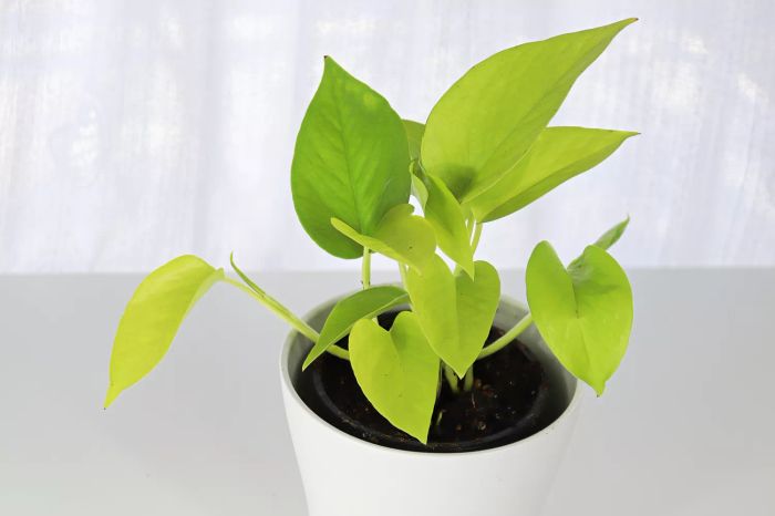 Neon pothos
