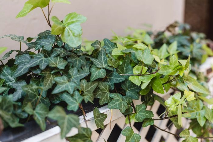 English Ivy