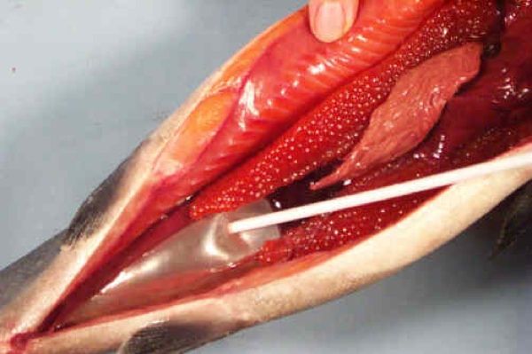 Swim Bladder