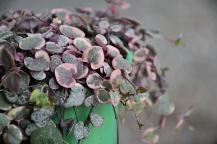 String of hearts