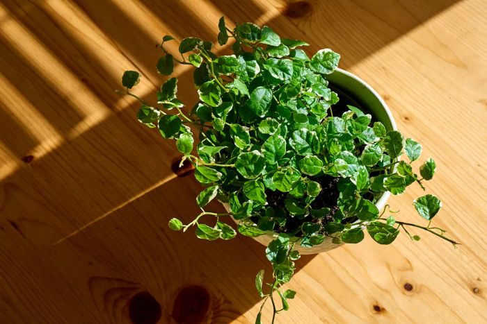 Ficus Pumila