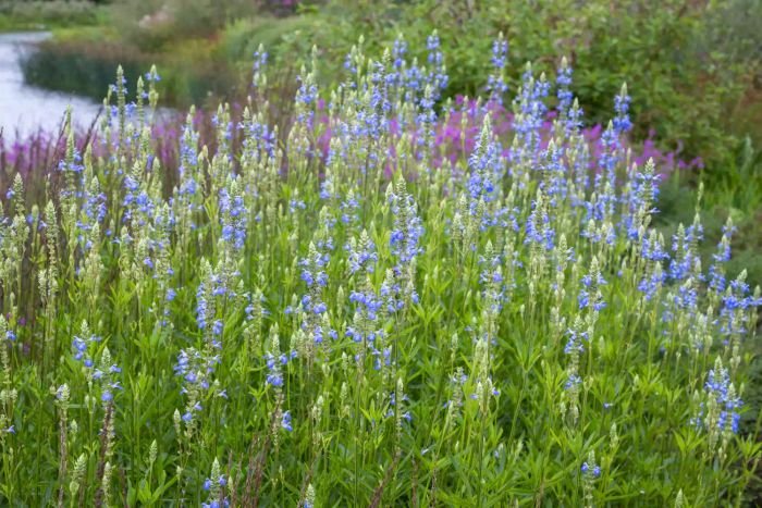 Salvia