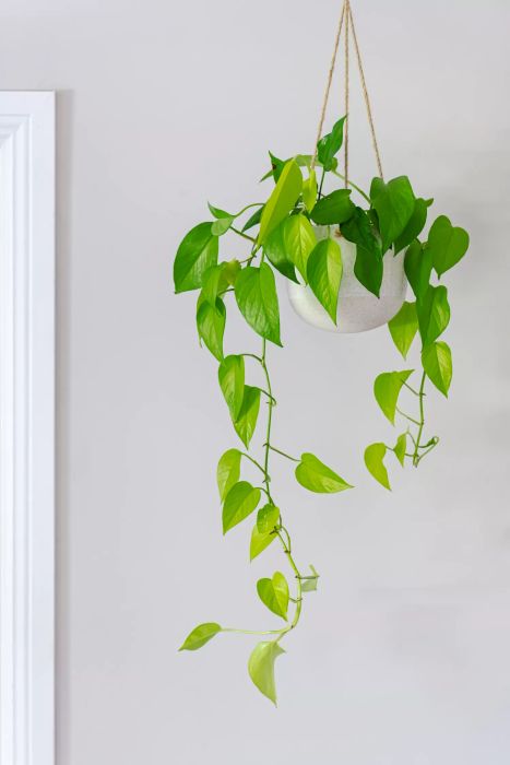 Golden pothos