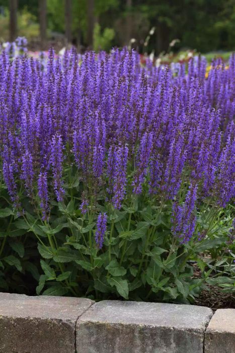 Blue By You Salvia