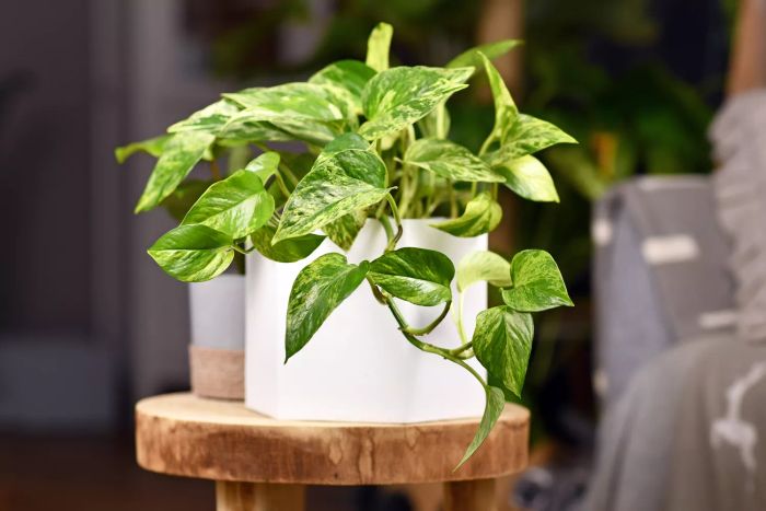 Marble Queen Pothos