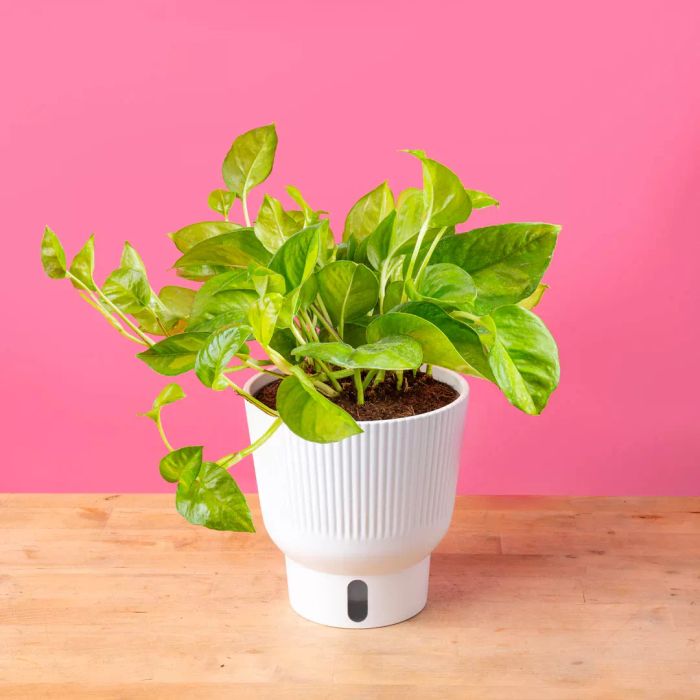 global green pothos variety