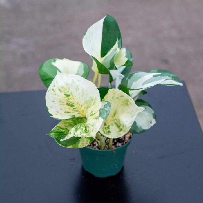 manjula pothos plant