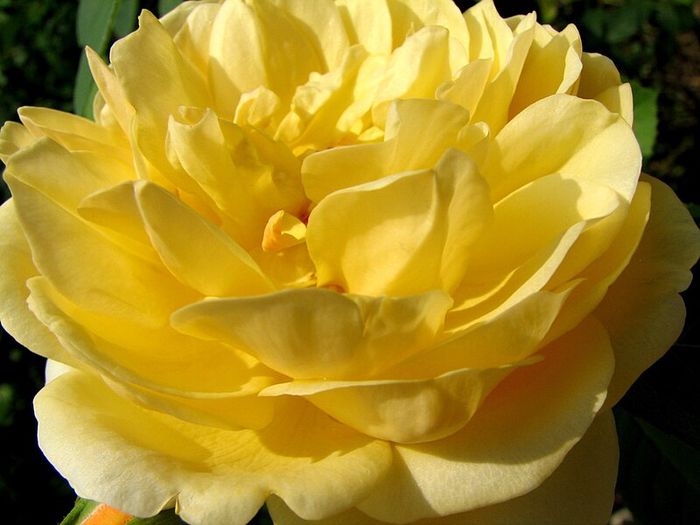 File:Eureka Rose (201464564).jpg