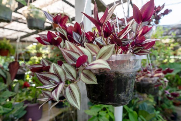 Tradescantia Zebrina