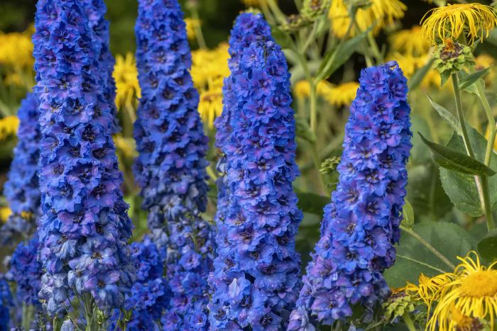 Delphinium