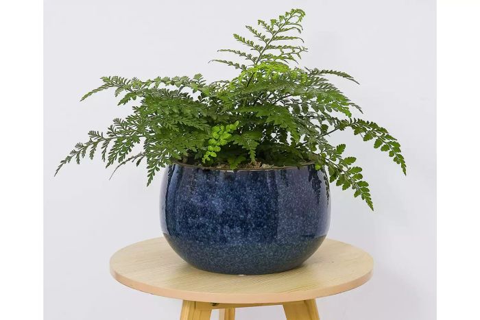 Ceramic planter for showcasing your plants with elegance