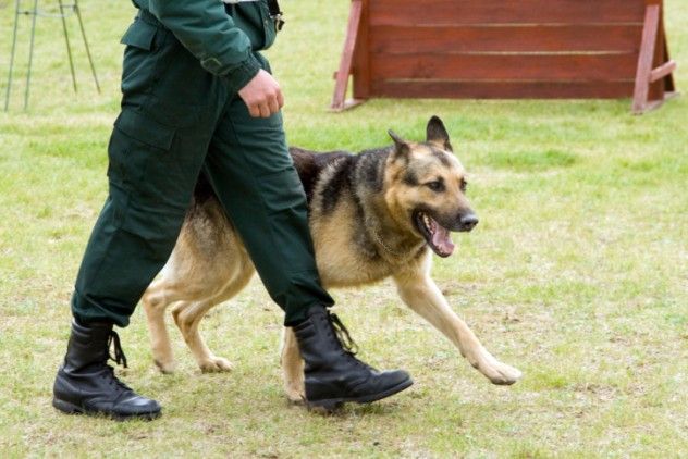 A police officer and a German shepherd engage in a training session.