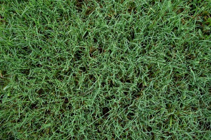 A detailed view of a lush southern summer lawn covered in dense Bermuda grass
