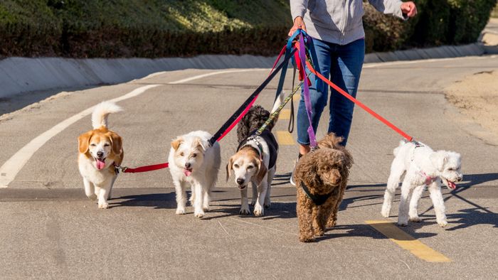 A person walking several dogs at once