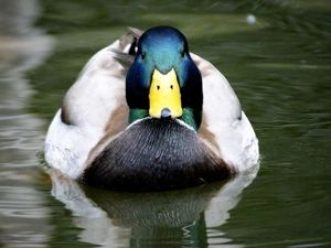 Duck
