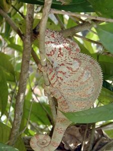 Chameleon