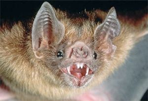 Bat