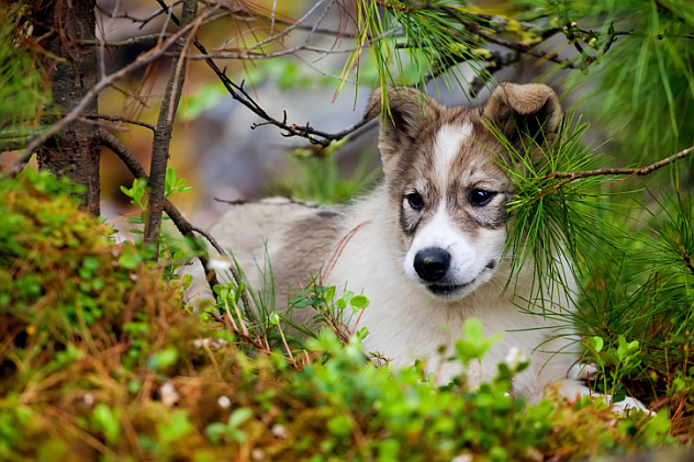 Laika