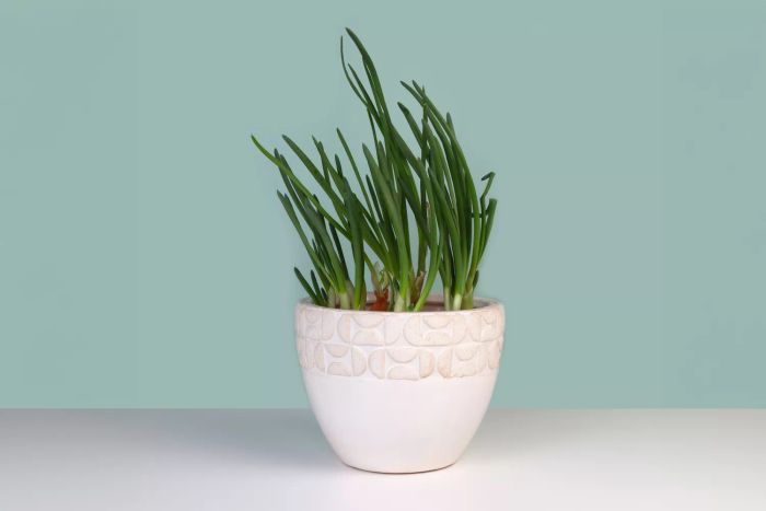 Chives growing in a container