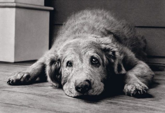 Old-Dog