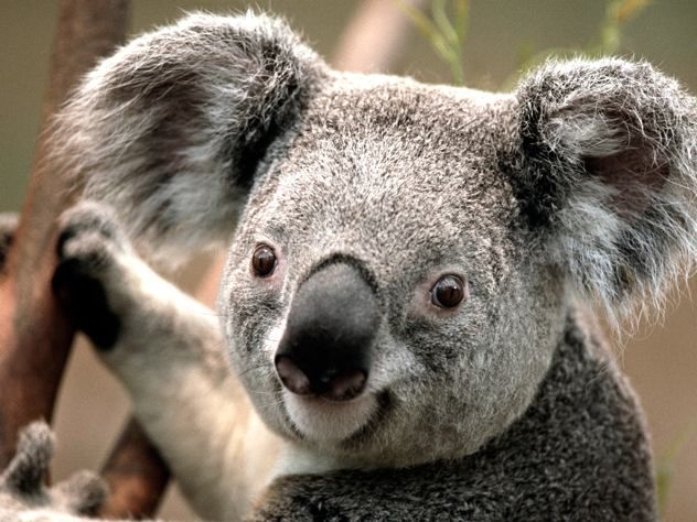 Koala3
