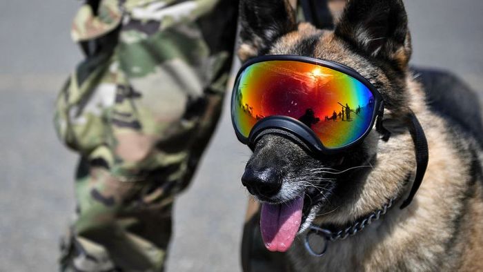 combat canine