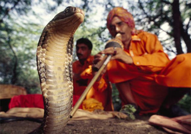 Snake-Charmer 272527