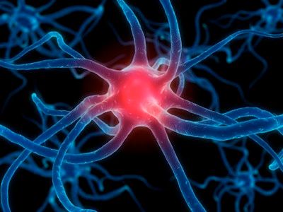 Brain Cell.Jpg
