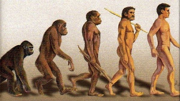 Evolution From Apes