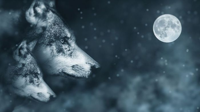 Nocturnal Wolves