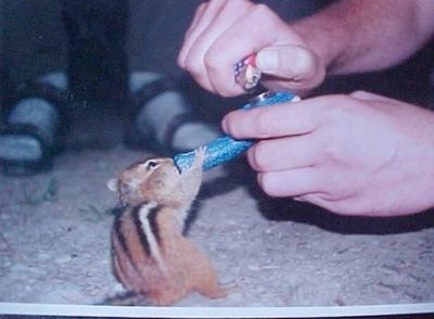 Squirrelpotds6