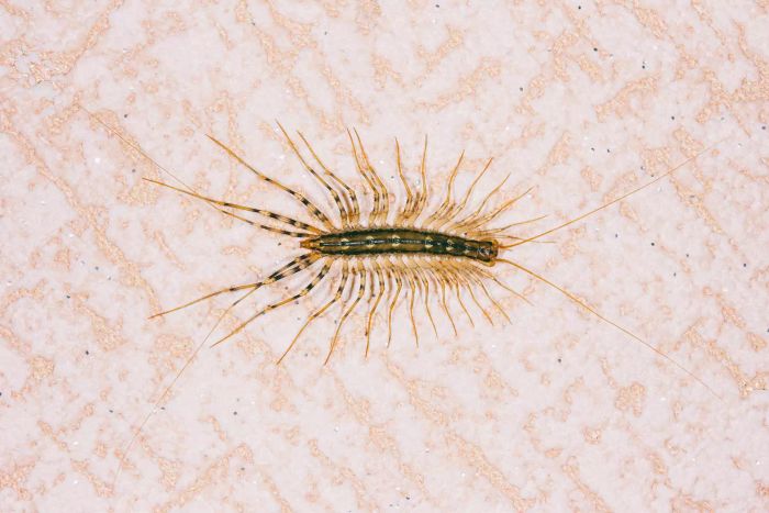 get-rid-of-centipede-GettyImages-1156063279