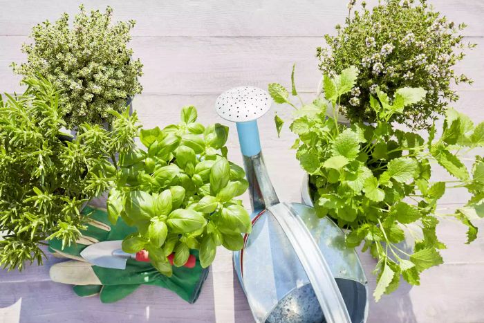 A rustic scene featuring potted fresh herbs, a watering can, a shovel, and gardening gloves on a wooden surface in the summer