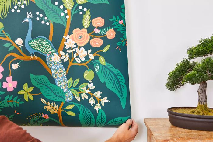 An individual holding Rifle Paper Co. Peacock Wallpaper against a white wall