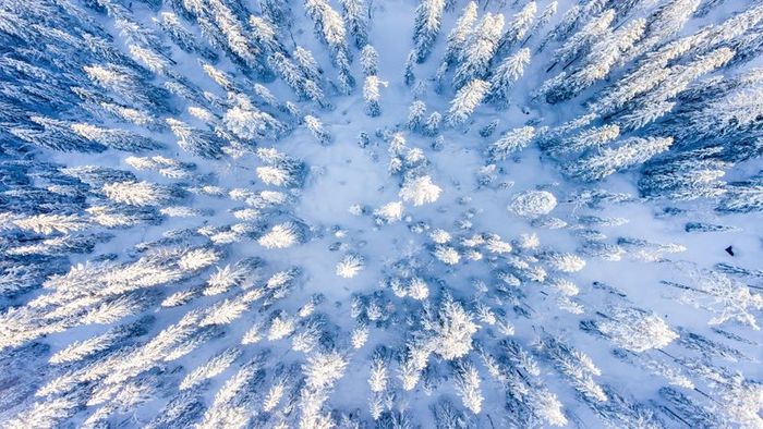 A bird's-eye view of trees blanketed in snow