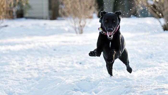 A dog playing in the snow