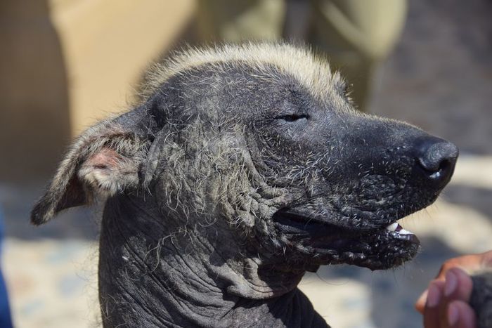 Dog suffering from sarcoptic mange