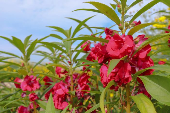 Pink Balsam Flowering Plant