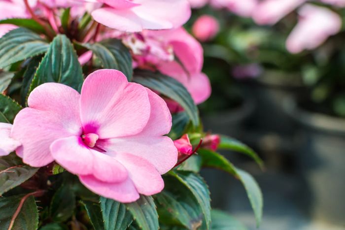 Pink Impatiens